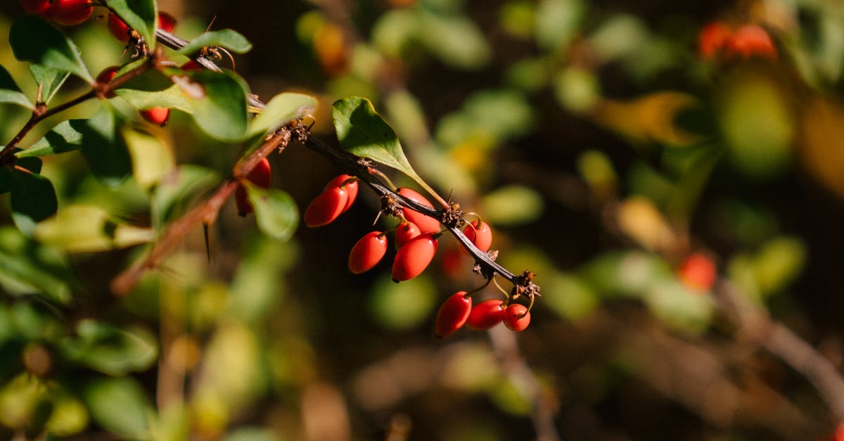 berberis vulgaris vs berberis aristata - Red berries of barberry in garden