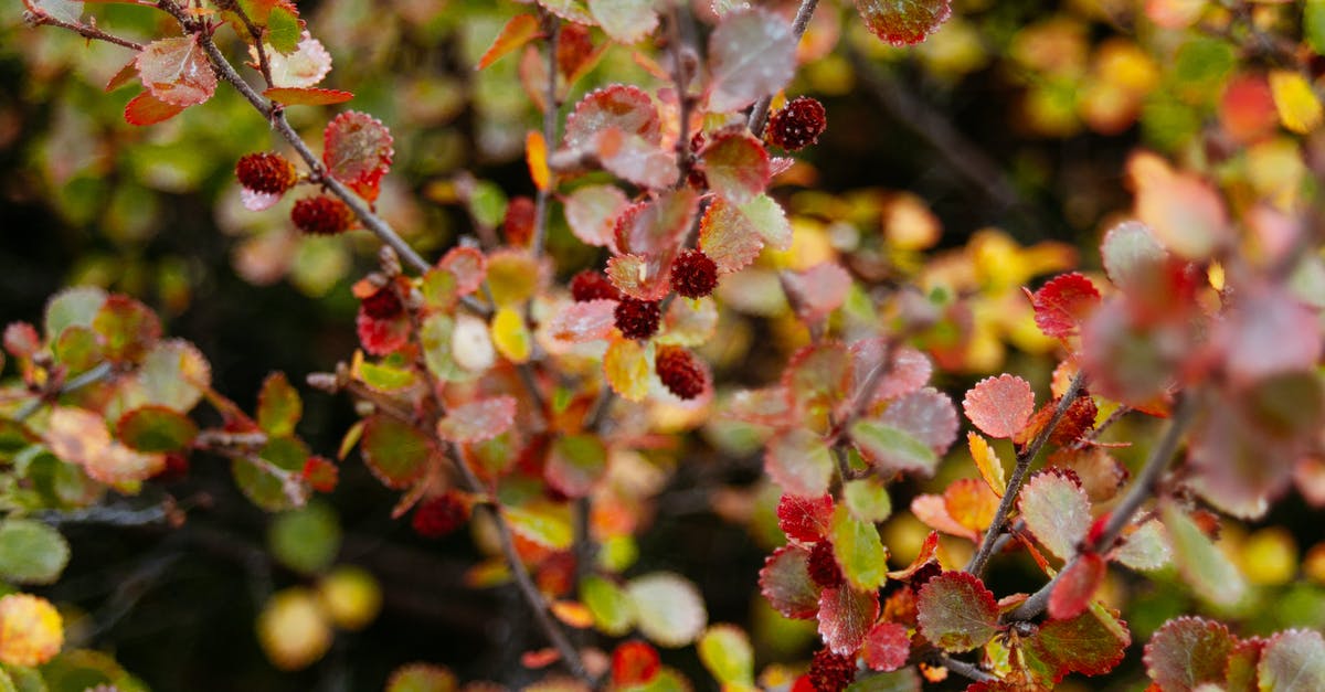 berberis vulgaris vs berberis aristata - From above of thin branches of shrub with red berries covered with dew