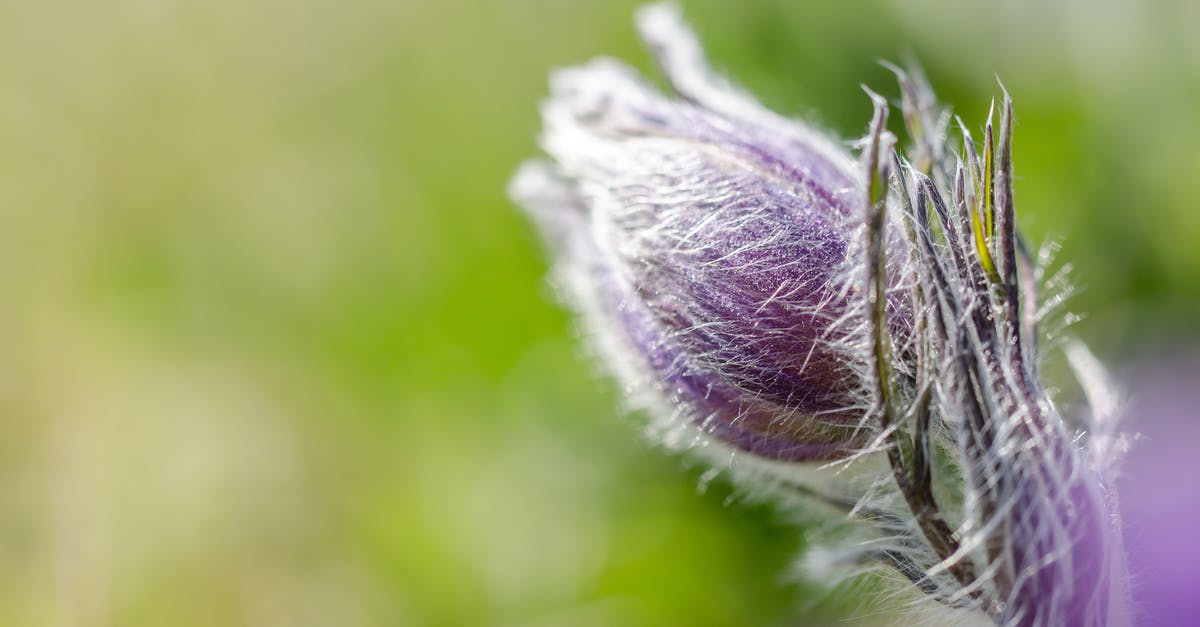 berberis vulgaris vs berberis aristata - Purple Flower Bud In Macro Photography
