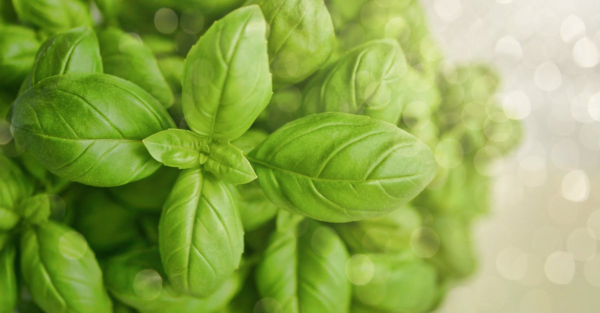 best way to keep fresh basil leaves? [duplicate] - Selective Focus Photography of Green Basil Leaf