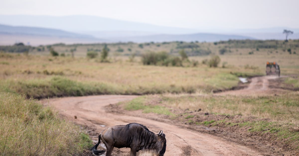 Best way to preserve excess tallow long-term - Full length wild gnu crossing rural dirt road in vast grassy savanna on cloudy day