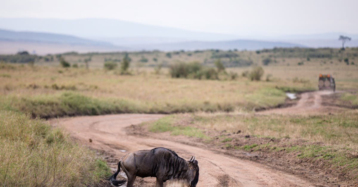 best way to preserve ricotta? - Full length wild gnu crossing rural dirt road in vast grassy savanna on cloudy day