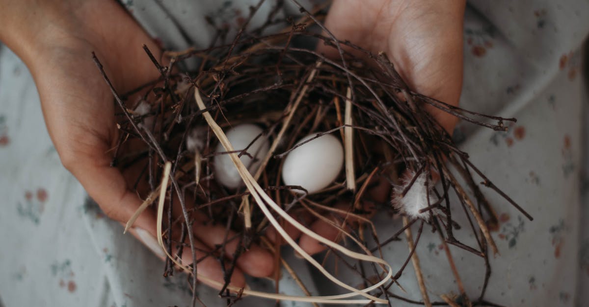 Beverage Cooler vs Small Refrigerator for Raw Chicken? - Crop woman demonstrating nest with fresh eggs