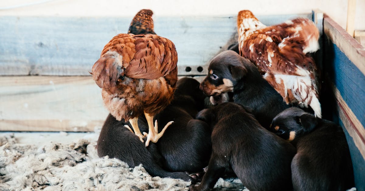 Big Chicken vs Small Chicken: weight and stuffing volume ratios - Adorable puppies with hens on soft wool in farmyard