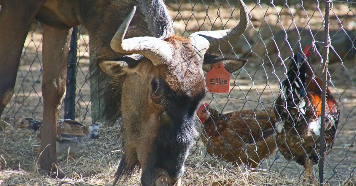 Big Chicken vs Small Chicken: weight and stuffing volume ratios - Brown Yak Beside Two Brown Chickens