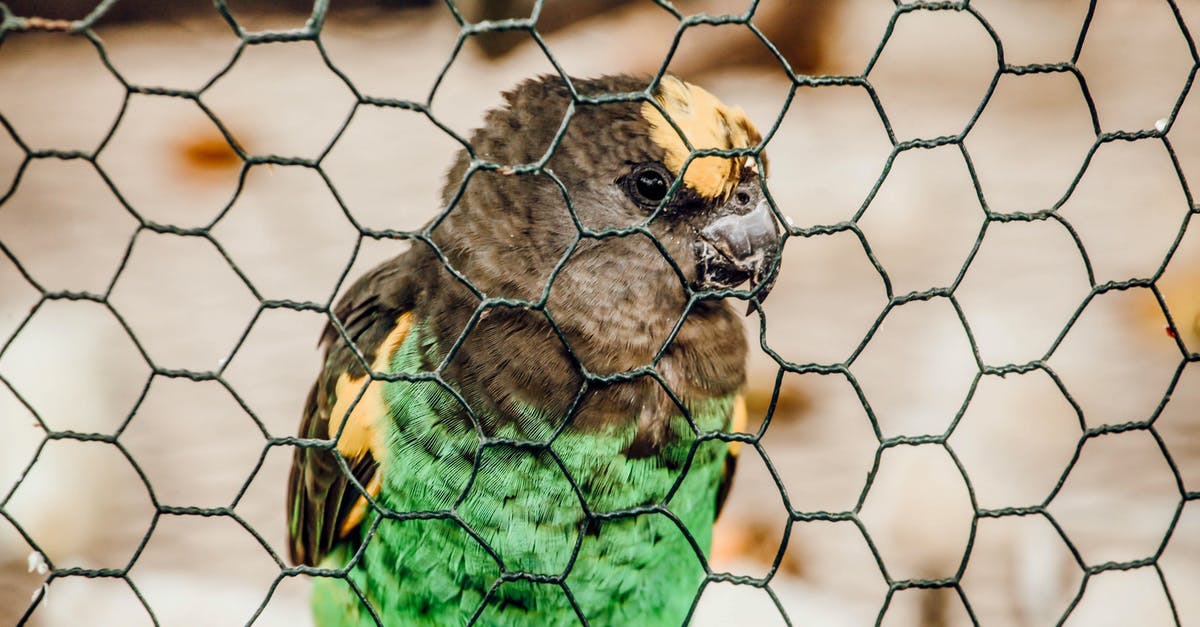 bird poop on cast iron dutch oven - Green Yellow and Black Bird on Brown Metal Cage