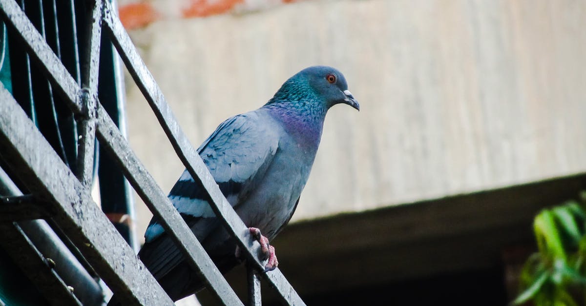 bird poop on cast iron dutch oven - Blue Pigeon on Metal Rail