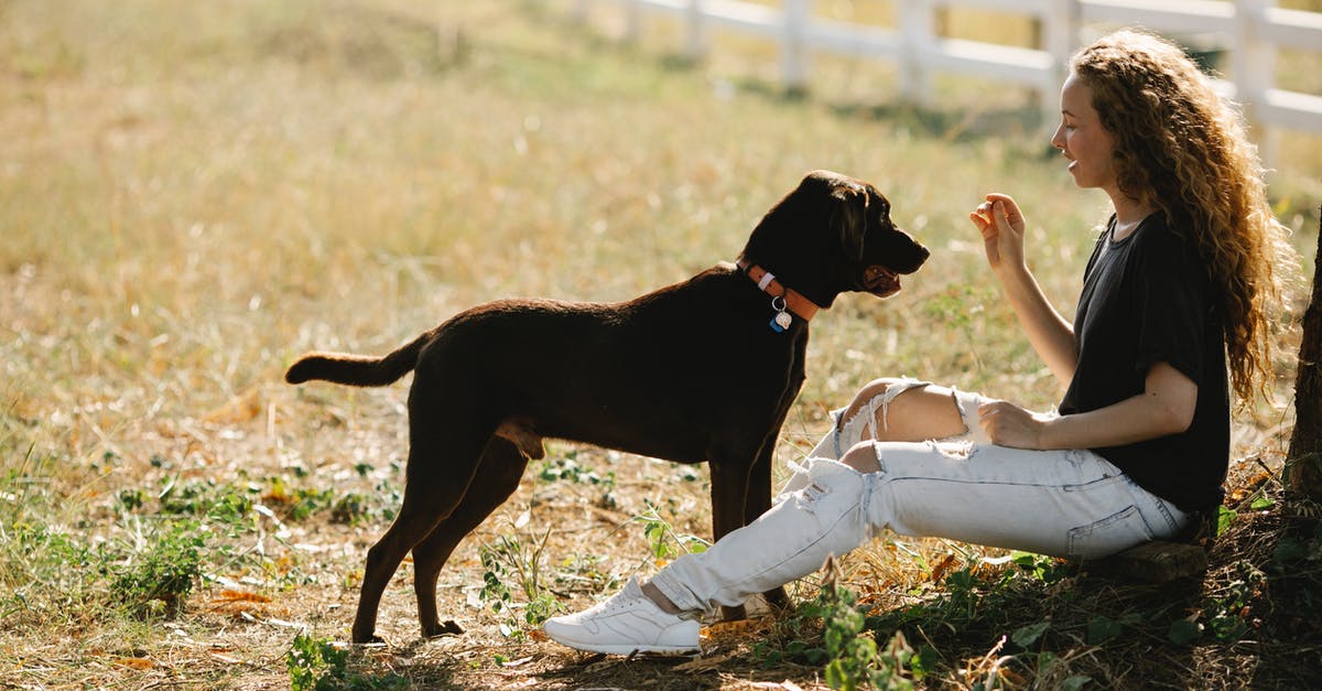 Bizarre: Chocolate tempering is good on the outside - Full body side view of young female owner training Labrador Retriever with collar while sitting on grassy ground in countryside