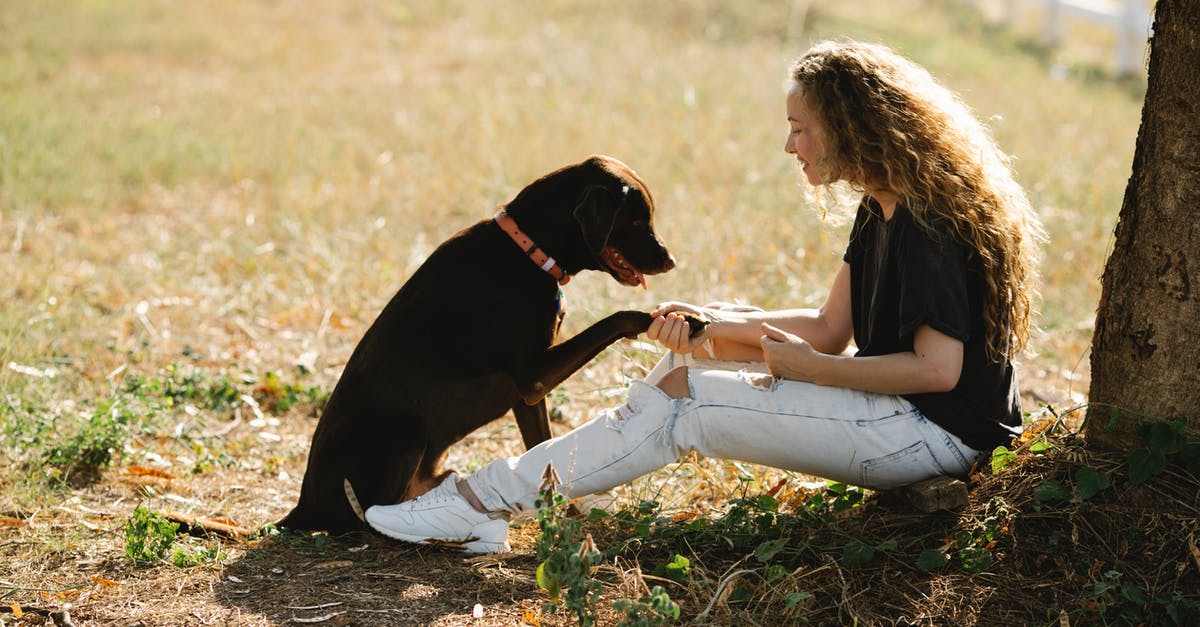 Bizarre: Chocolate tempering is good on the outside - Woman sitting with Labrador near tree