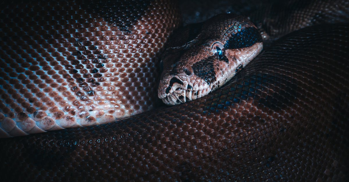 Black Spot on Ground Beef? - Big brown snake looking at camera in dark place