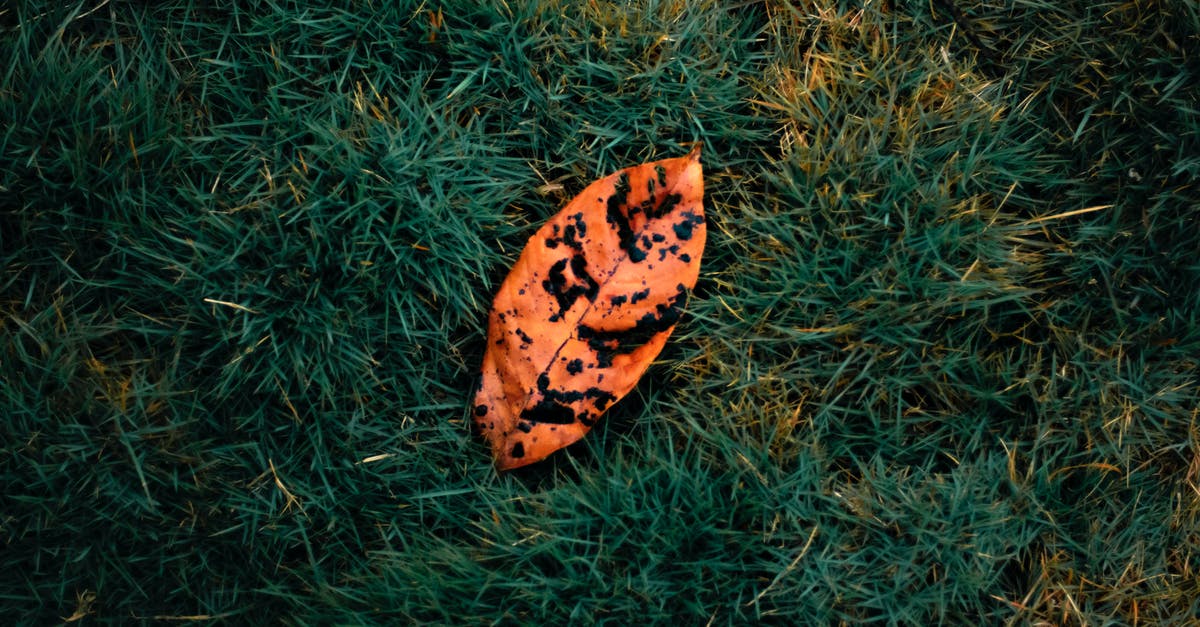 Black Spot on Ground Beef? - Top view of fallen faded orange leaf with black spots placed on meadow with green grass in nature with sunlight