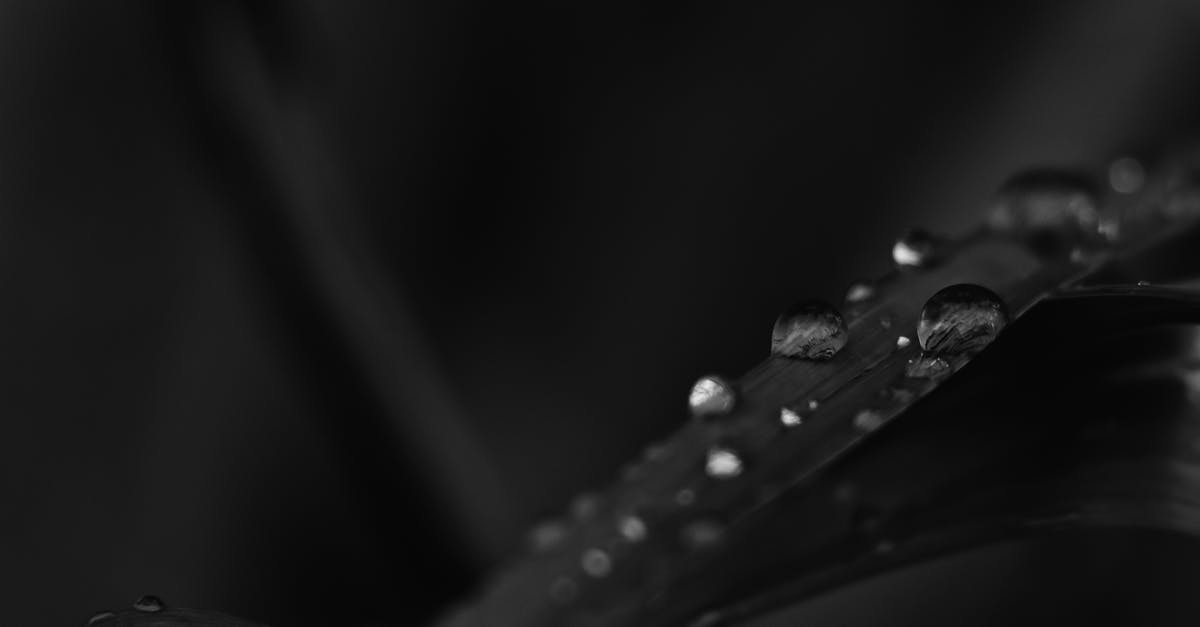 Black tea water: Does boiling water first make a difference? - Monochrome Photo of Water Droplets on Leaf