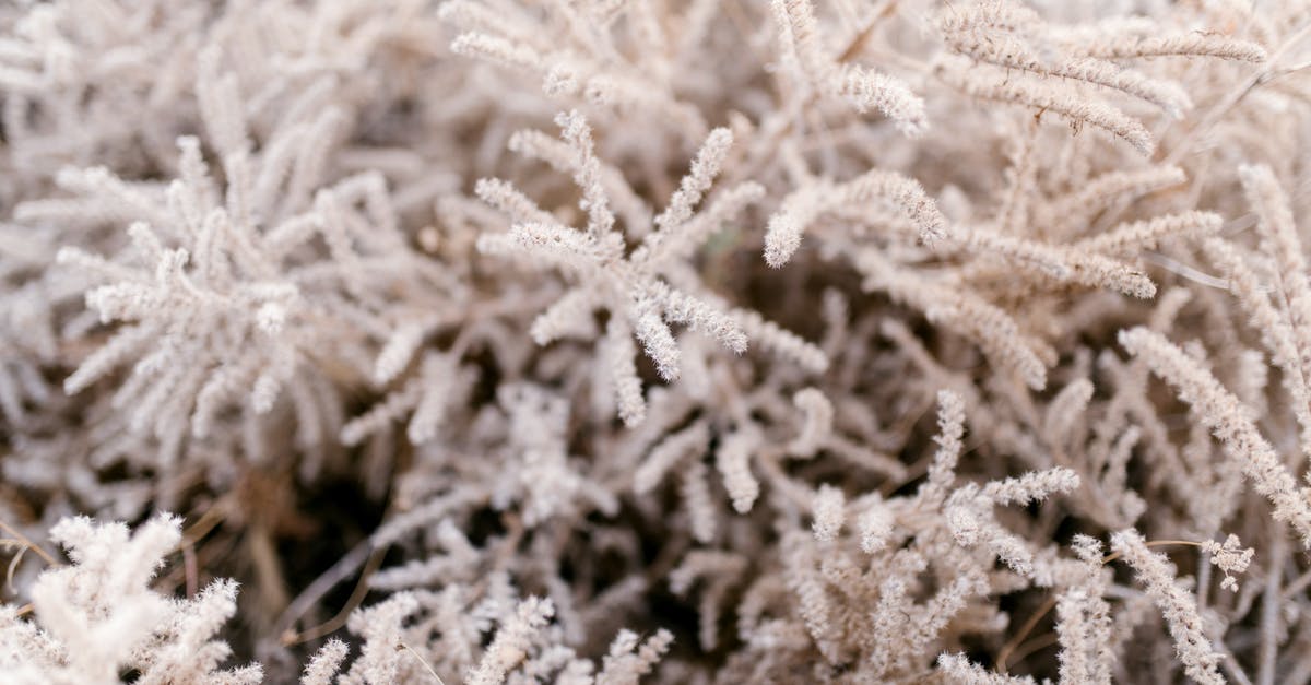 blanching slightly frozen fresh garden carrots - Frozen branches of evergreen tree covered with white hoarfrost and needles of crystals