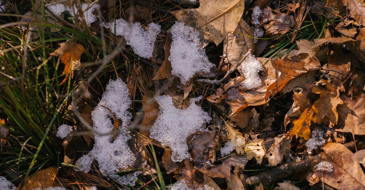 blanching slightly frozen fresh garden carrots - From above of dry fallen foliage near fresh grass under snow in countryside