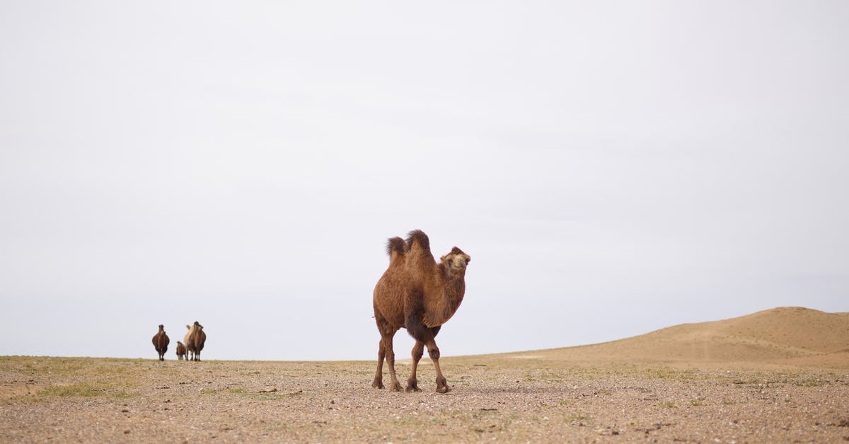 Bleach white shrimp, different species? - Graceful camels walking in desert in afternoon