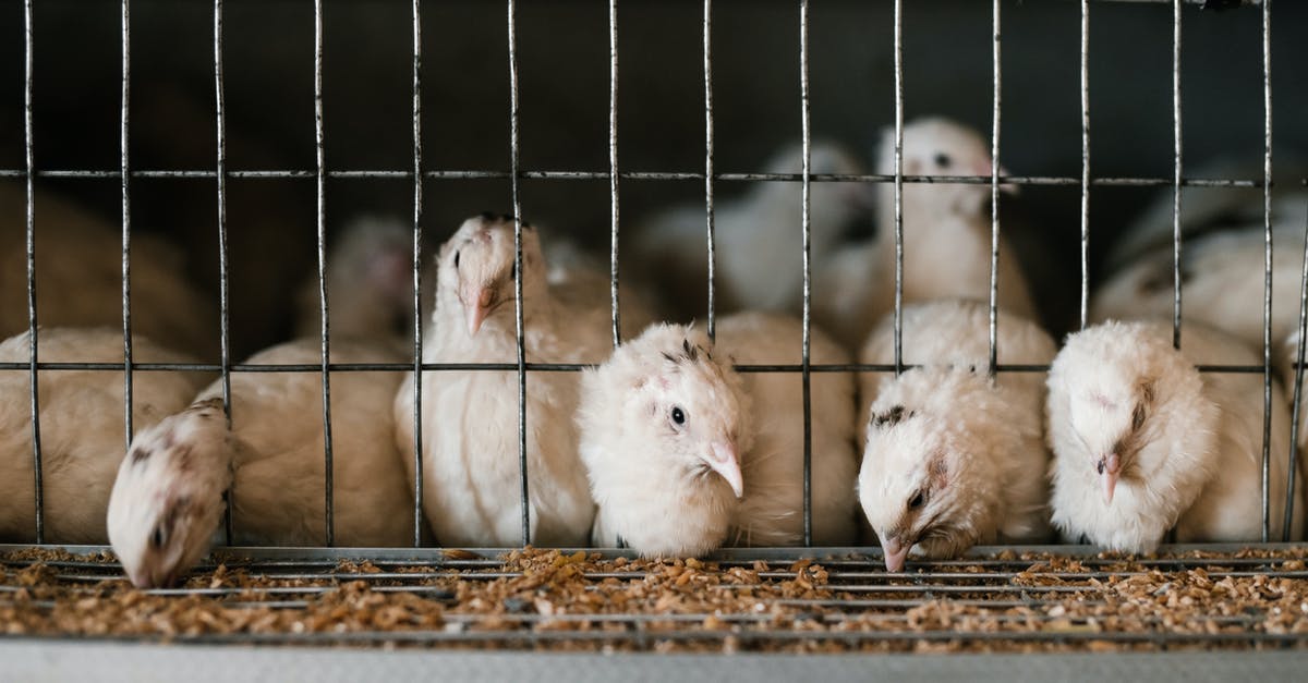 blood in poultry farm white egg - Cute white feathered quails eating from feeding system through cage at poultry farm