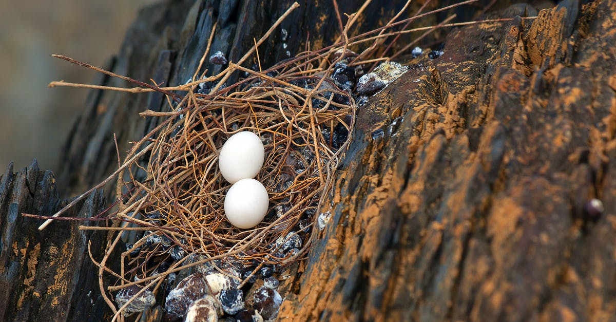 blood in poultry farm white egg - Pair of eggs in nest