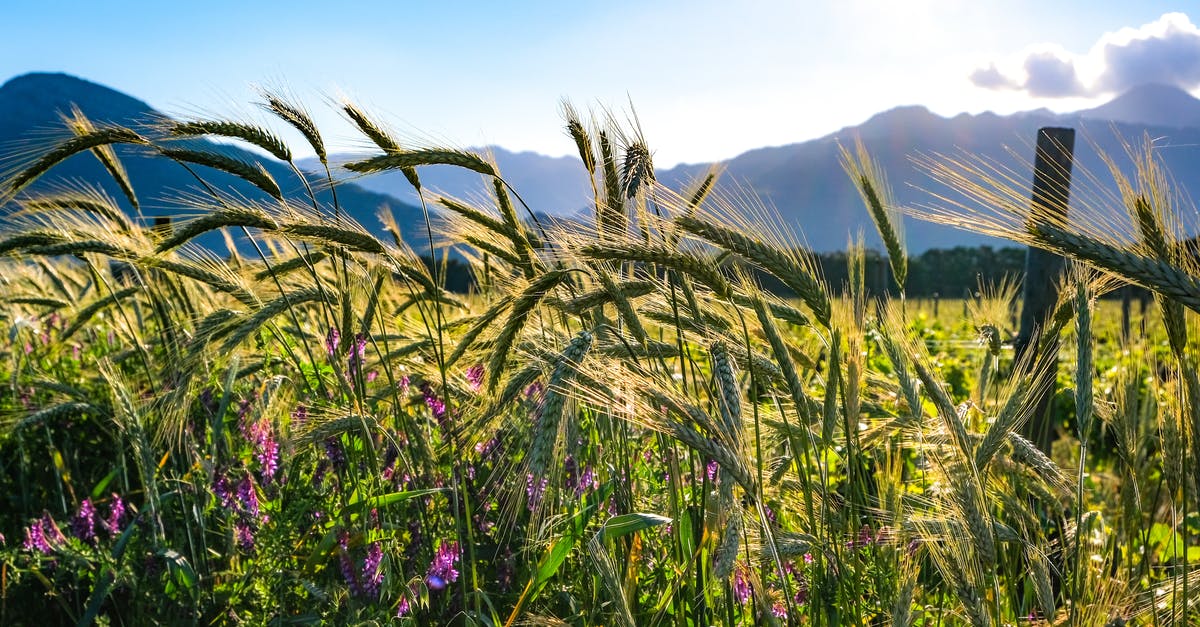 Boiling wheat vs barley - Purple Flower Field