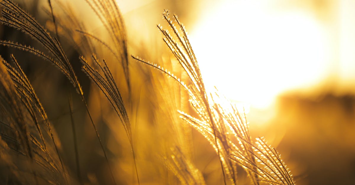 Boiling wheat vs barley - Brown Wheat Field during Sunset