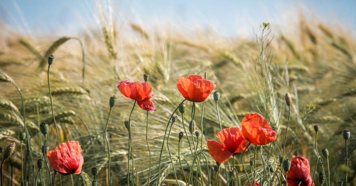 Boiling wheat vs barley - Red Broad Petaled Flowers