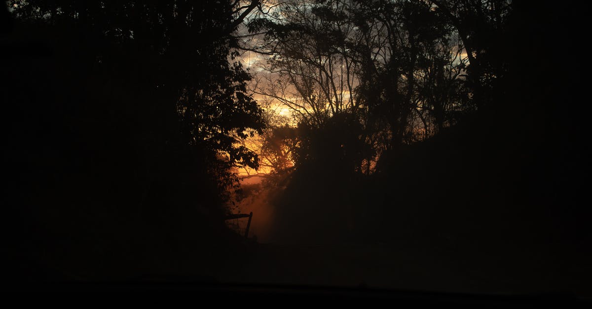 Bonbons are a mystery - Silhouette of Trees during Sunset