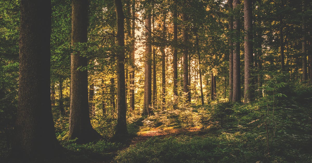 Bonbons are a mystery - Green Leaf Trees on Forest