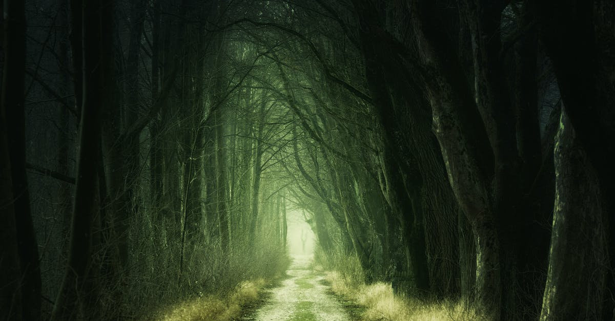 Bonbons are a mystery - Tree Tunnel at Daytime