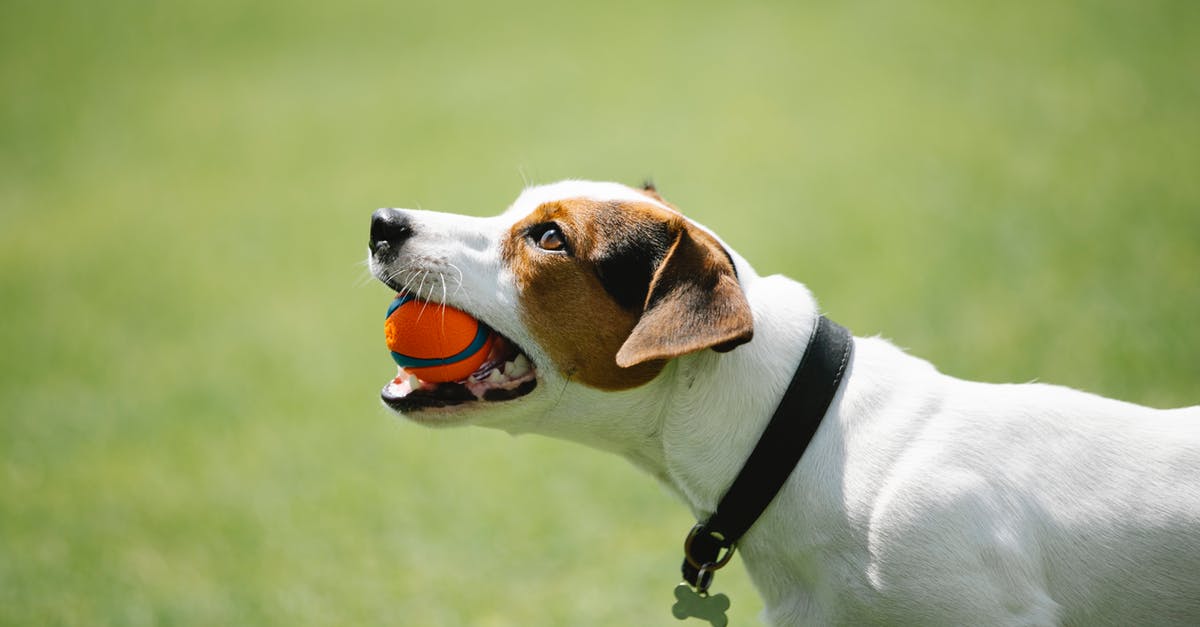 Bone broth has green tint; is this normal? - Side view of adorable Jack Russel terrier in black collar with metal bone holding toy in teeth on blurred background of green lawn in park