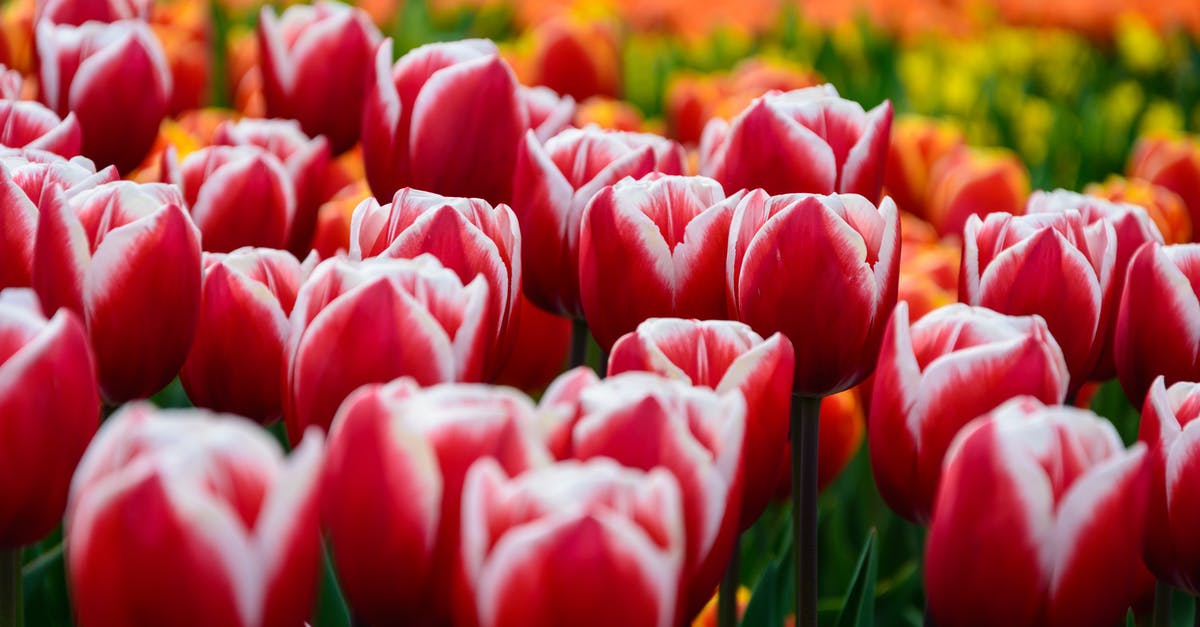 Braising with 2 dutch ovens - time? - Red Tulips Field