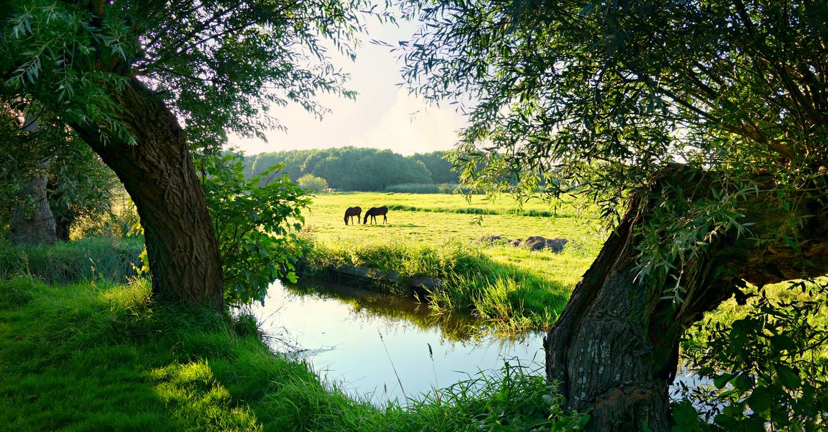 Braising with 2 dutch ovens - time? - Grazing Animals Near Creek and Trees