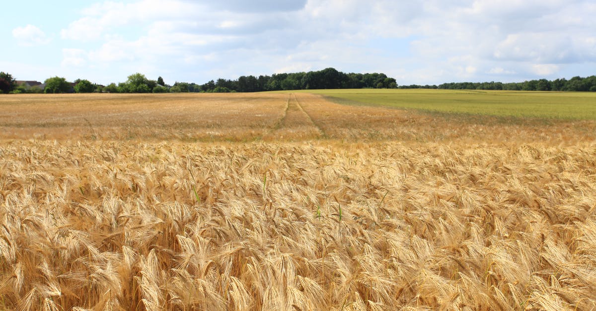 Bread substitute for wheat allergic - Rice Field