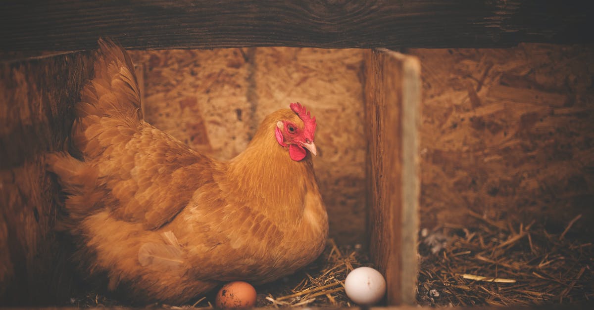 Breading/Crumbing Chicken in their own eggs - Brown Hen Near White Egg on Nest
