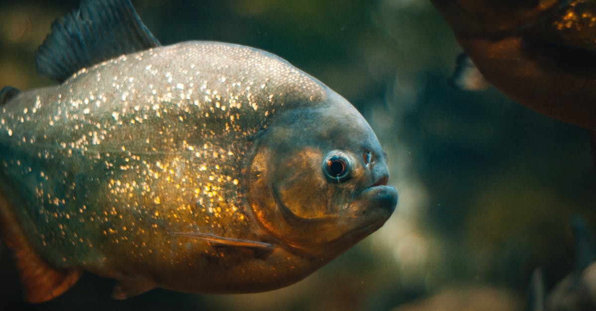 Brine, then marinate? - Brown and Gray Fish in Close Up Photography