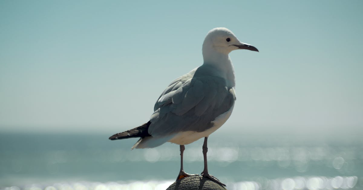 Brining a kosher bird - White and Gray Bird on Blue and White Textile