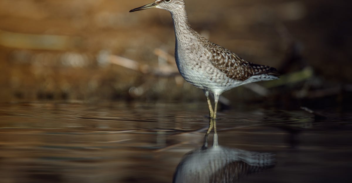 Brining a kosher bird - Brown and White Bird in Tilt Shift Lens