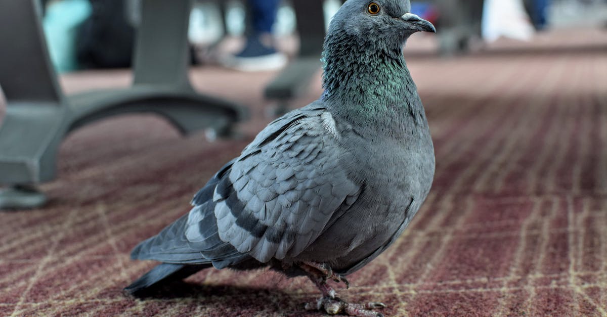 Brining a kosher bird - Gray and Black Bird on Brown and White Textile