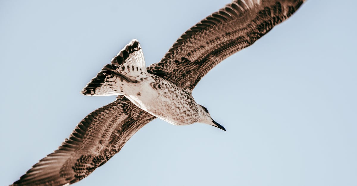 Brining a kosher bird - Brown and White Bird Flying