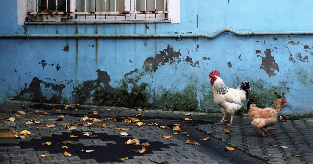 Brining multiple chickens - White Rooster on Gray Concrete Floor