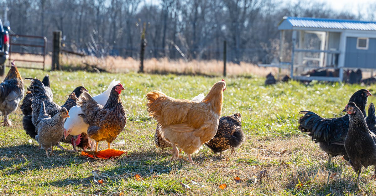 Brining multiple chickens - Chickens on a Grassy Field