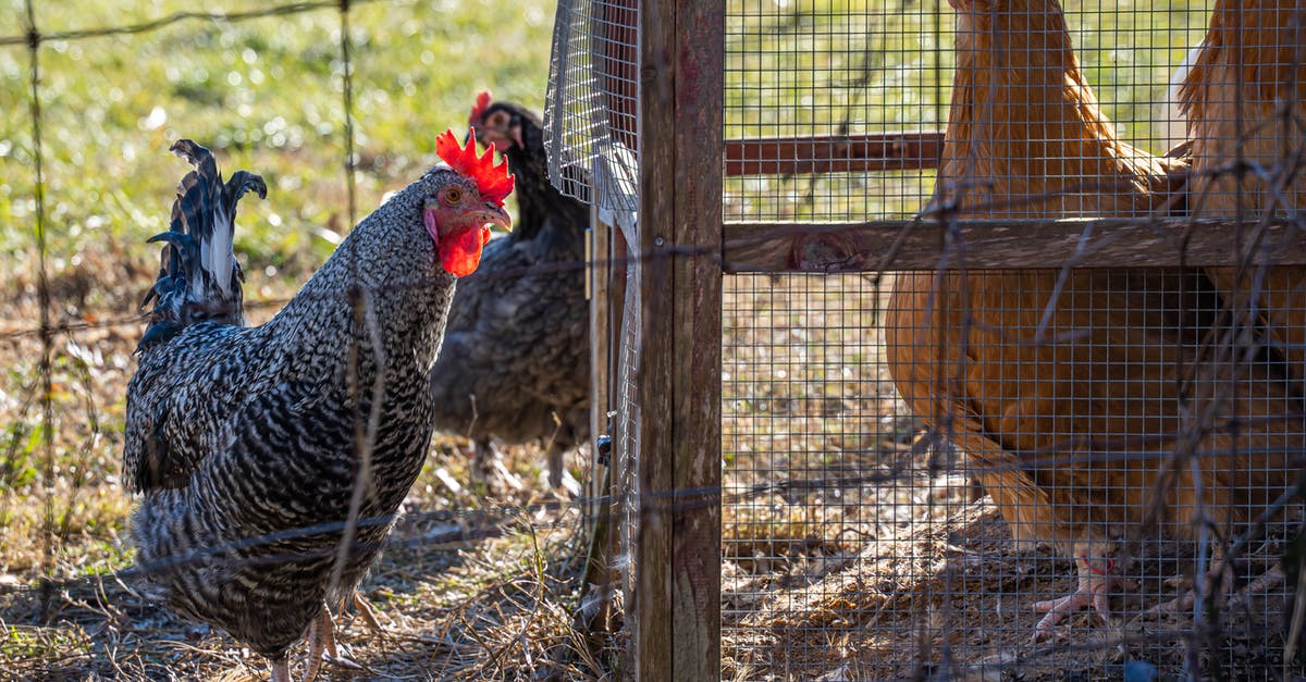 Brining multiple chickens - Black and White Chicken in Cage