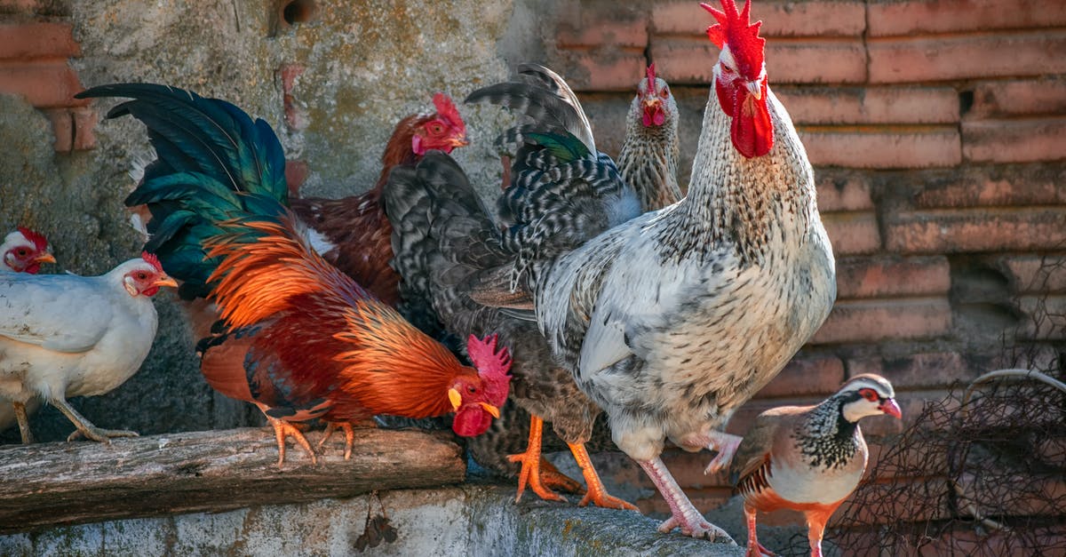 Brining multiple chickens - White and Black Rooster on Brown Wooden Fence