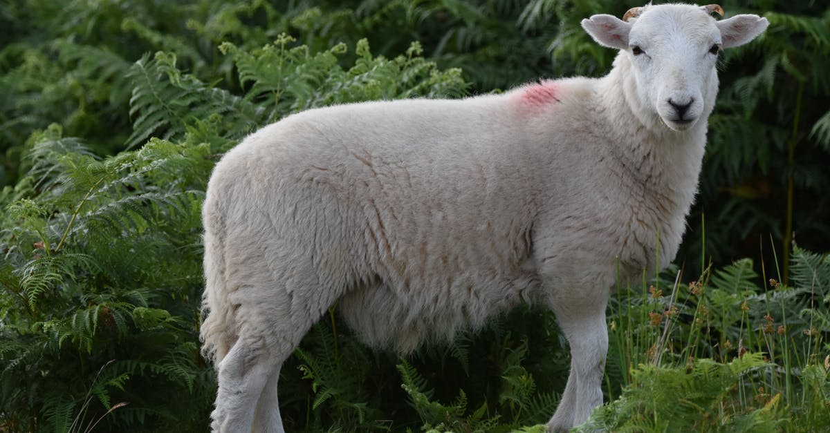 Brining rack of lamb - White Sheep on Green Grass