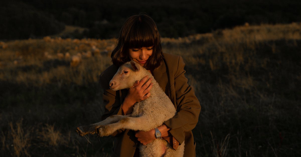 Brining rack of lamb - Nice Girl in Coat Cuddling White Lamb