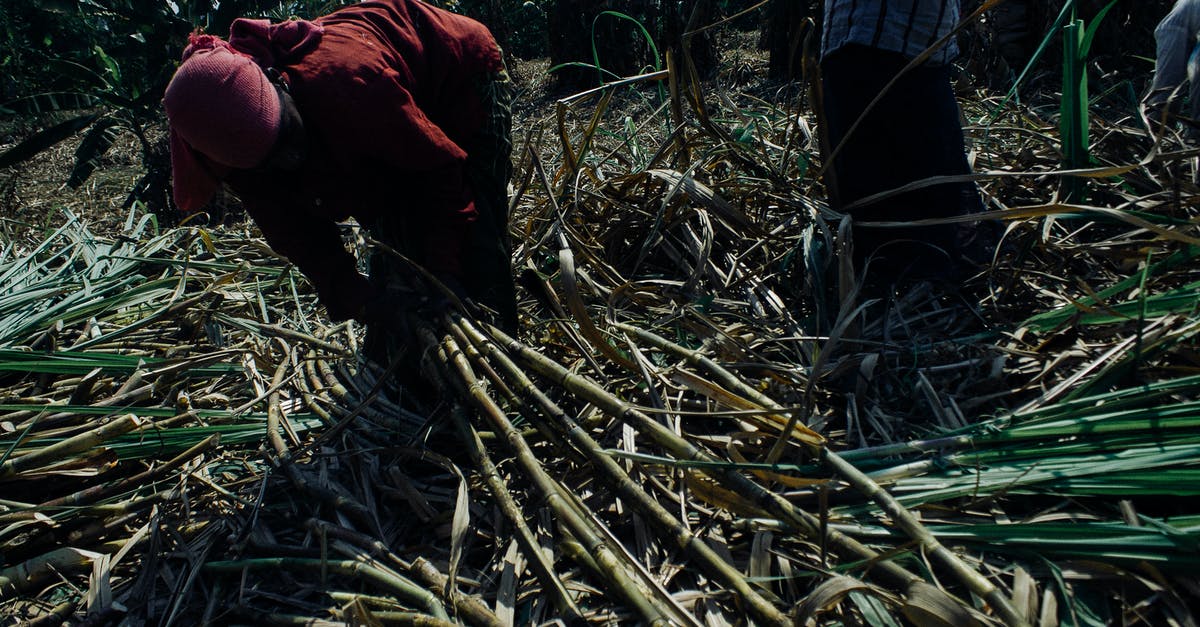 British equivalent for Cane sugar - Faceless ethnic people in dirty clothes collecting sugar cane plants on sunny plantation in Asian countryside