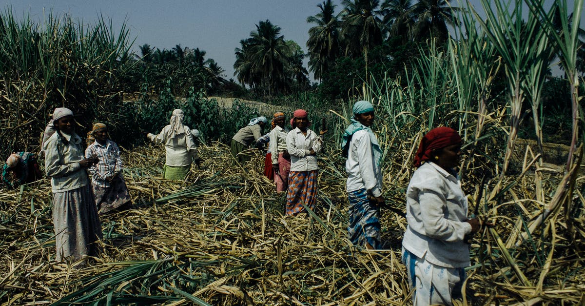 British equivalent for Cane sugar - Group of black women working on sugar cane plantation