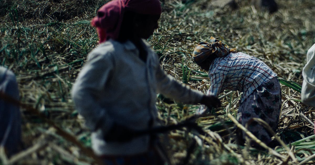 British equivalent for Cane sugar - Faceless hard working ethnic people in dirty wear and protective headscarves using scythes while collecting sugar cane plants on plantation on hot sunny day