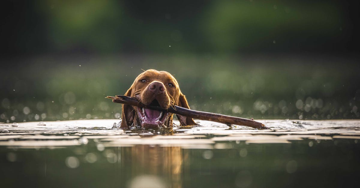 Broad bean water went brown overnight - Brown Dog on Water with Stick on its Mouth 