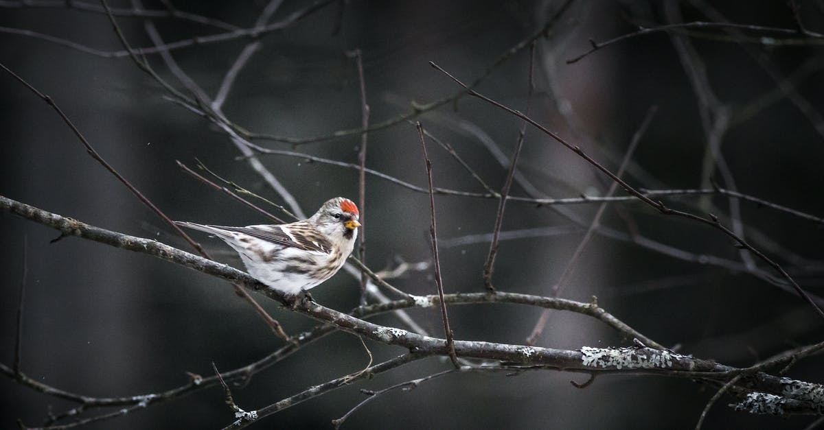 Broiling Specifics - Brown and White Bird on Tree Branch