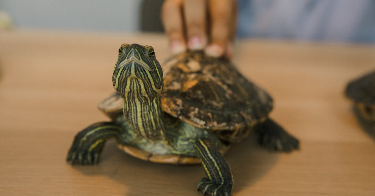 Broken Slow cooker [duplicate] - Close-up of a Red-eared Slider Turtle