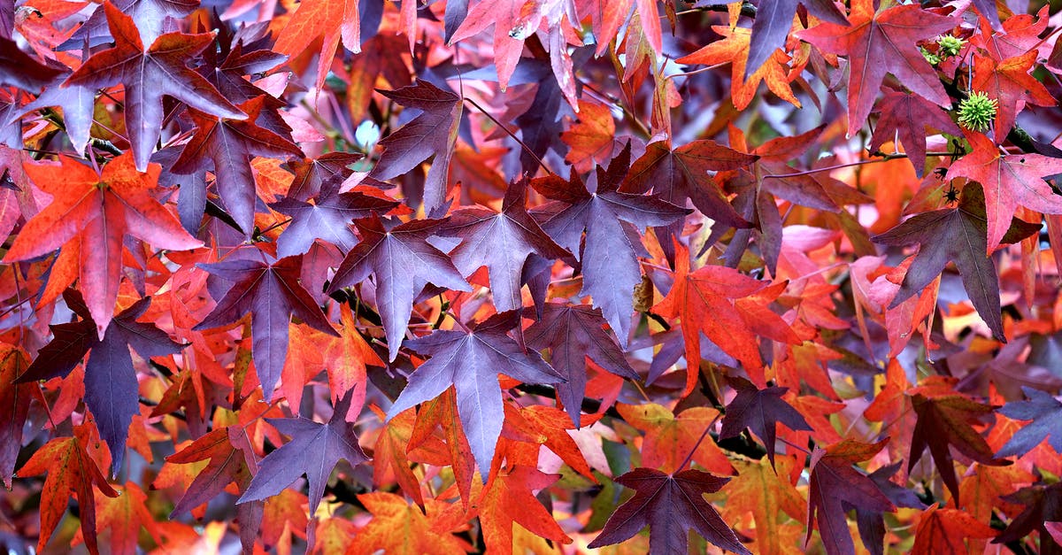 Brown Blob in natural maple syrup? - Maroon and Red Leaf in Close Up Photography